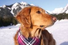 What You Need To Know About High Low Blood Sugar In Dogs Cats Morris Animal Foundation