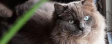 Image showcasing Lean More About Lymphoma in Cats and Dogs