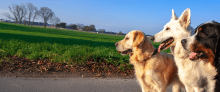 www.morrisanimalfoundation.org