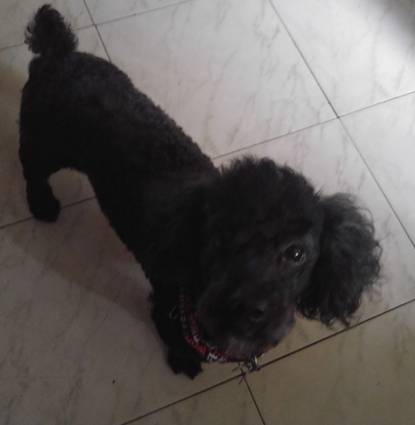 Puppy Pierre Profile Image