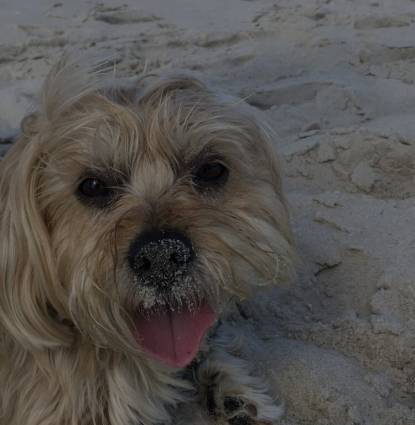Bailey Profile Image