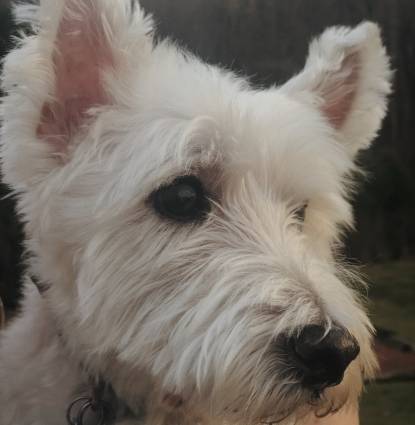 Toby Profile Image Toby Profile Image