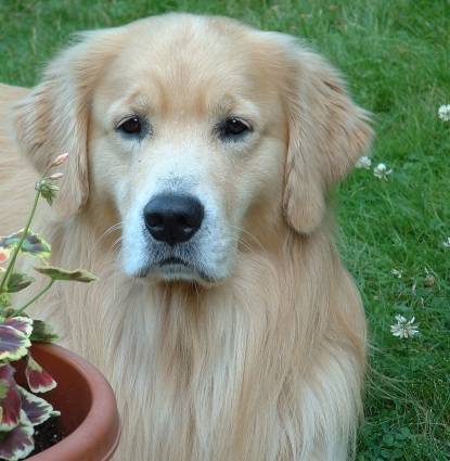 Desi's Online Pet Memorial Morris Animal Foundation(00)