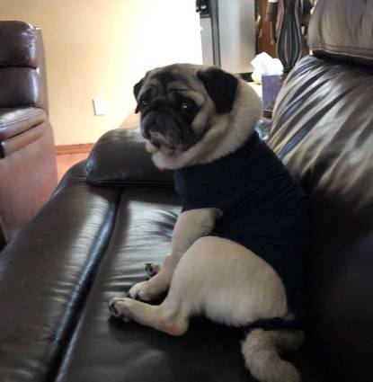 Gracie