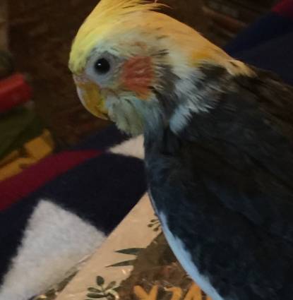 Sweetie Tiel Profile Image Sweetie Tiel Profile Image