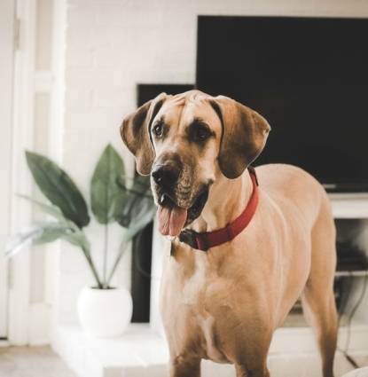 Odie Profile Image Odie Profile Image