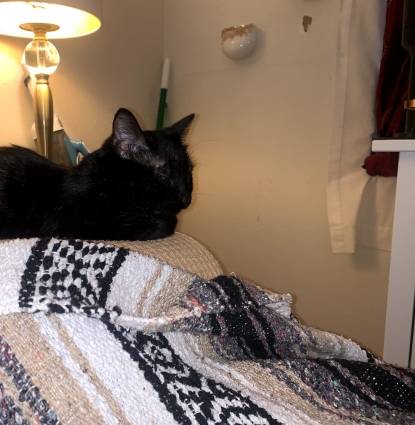Peppy's signature nap