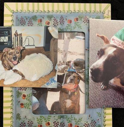 Lucy, Lola and Lee Lerner Profile Image Lucy, Lola and Lee Lerner Profile Image