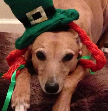 Irish Profile Image Irish Profile Image