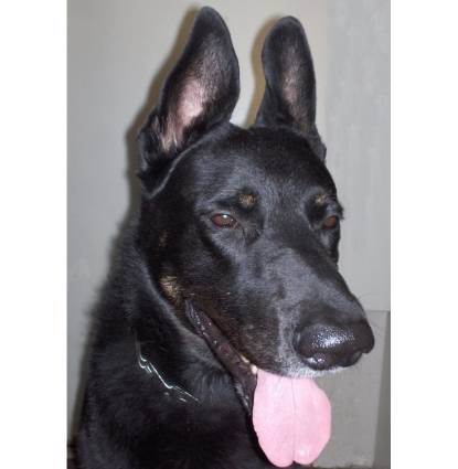 Rocky Profile Image
