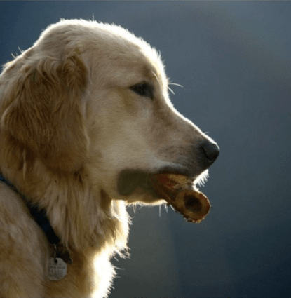 Riley Profile Image