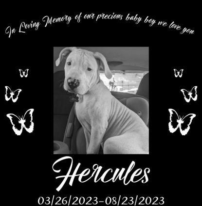 Hercules Profile Image Hercules Profile Image