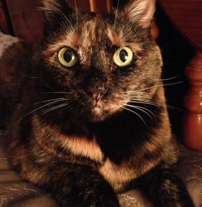 Serge Profile Image