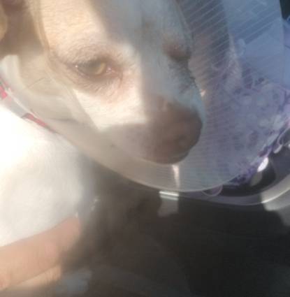 Lilly 1yr old chihuahua Lilly 1yr old chihuahua