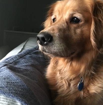 Sully Profile Image