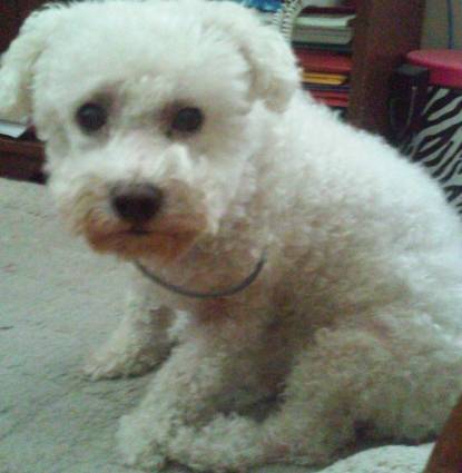 snowball