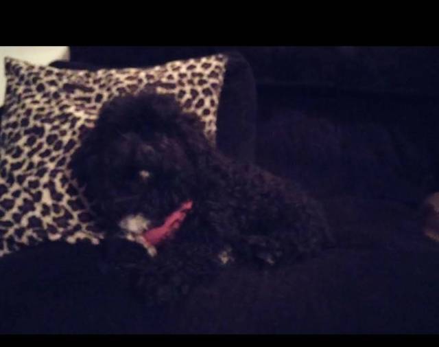 Puppy Pierre Gallery Image 2