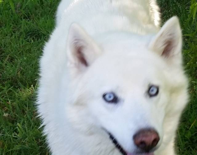 kodi