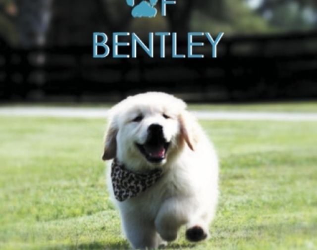 BENTLEY Gallery Image 6 BENTLEY Gallery Image 6