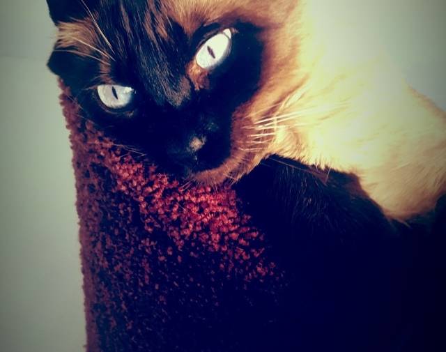 Simon(Cheedie)  Profile Image