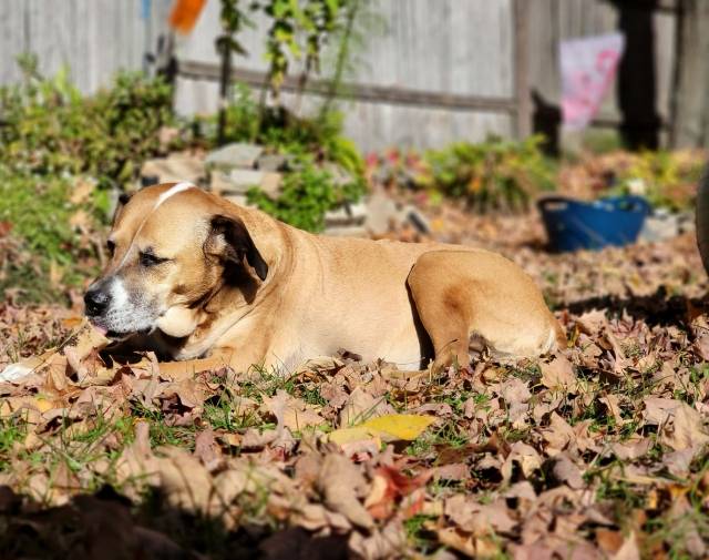 Rags Gallery Image 4