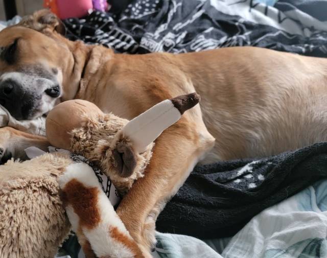 Rags Gallery Image 6