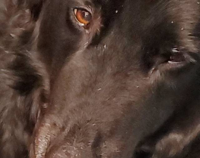 Patch, his eyes told me, it was time. Patch, his eyes told me, it was time.