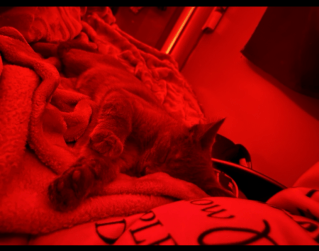 Bella Profile Image