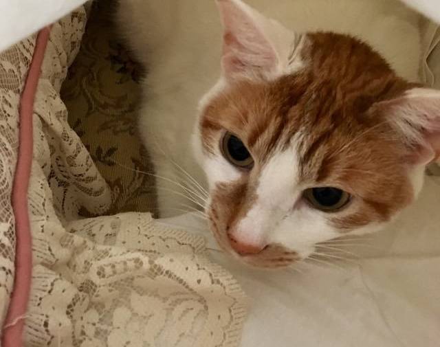Mr. Buffy hides on the couch!