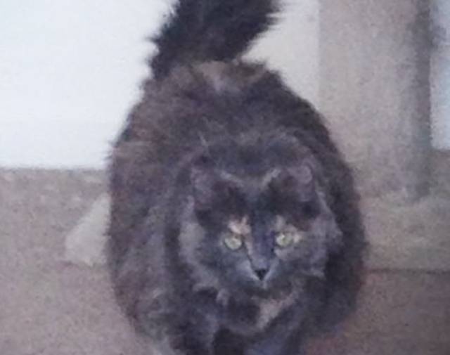 Loulou Profile Image