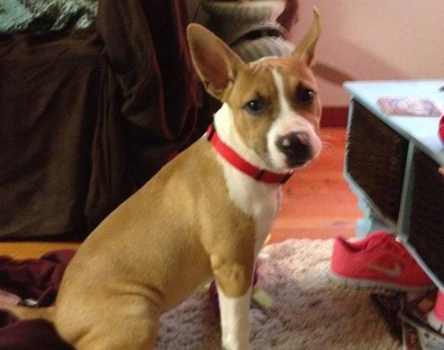 Darla the day we got her Darla the day we got her
