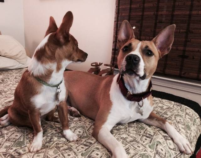 Darla & Dingo Darla & Dingo