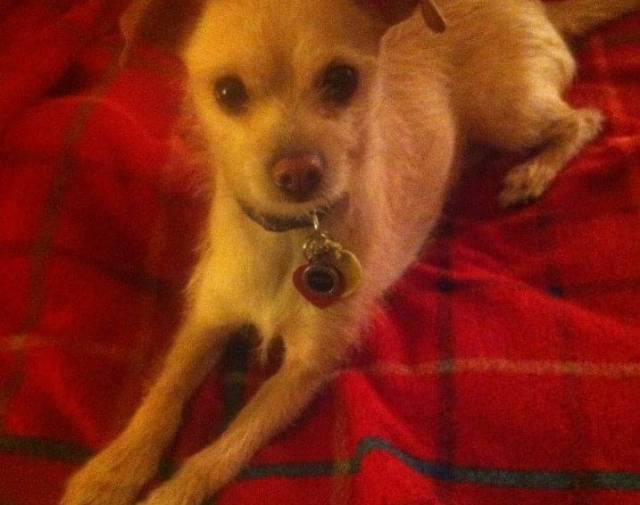 Pippin Underfoot Profile Image
