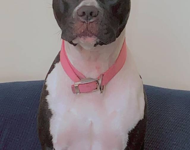 Roxie  Profile Image