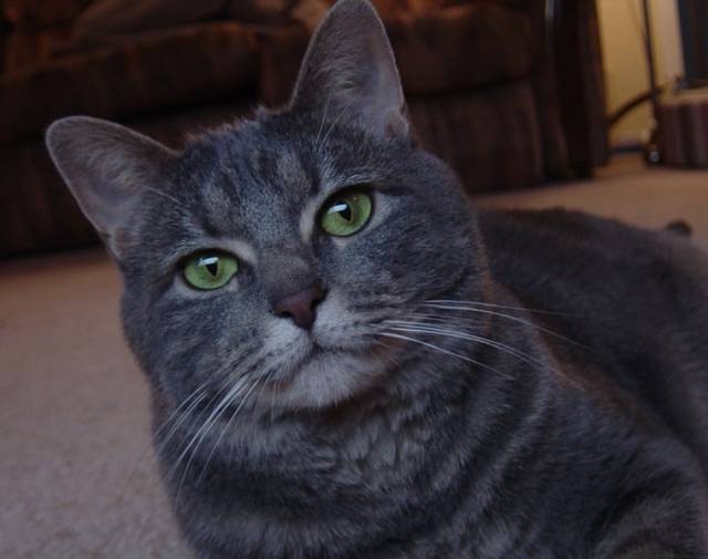 Graycie Profile Image