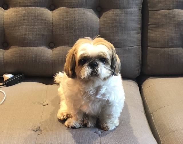 Chewy