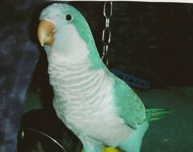 Bijou