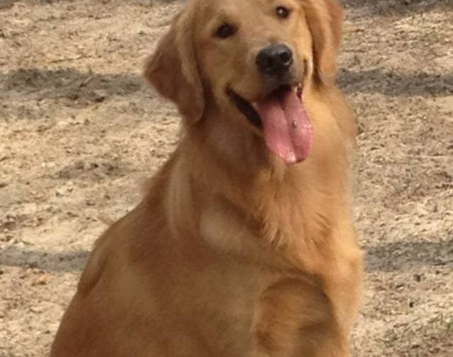 brody