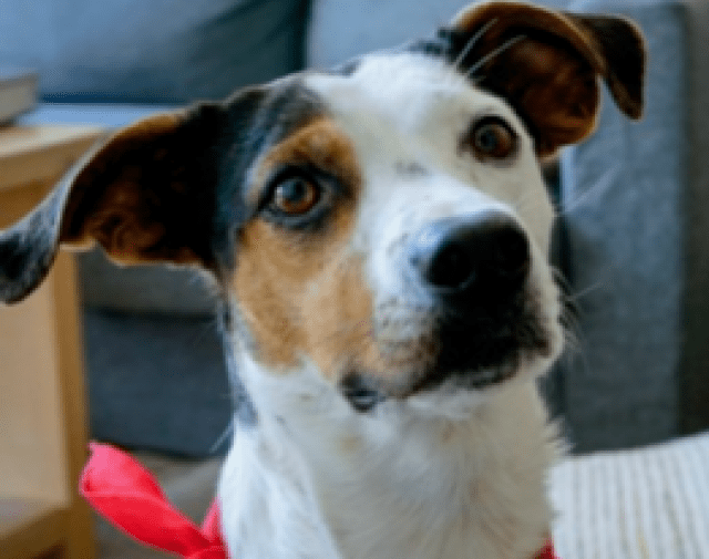 Charlie Profile Image