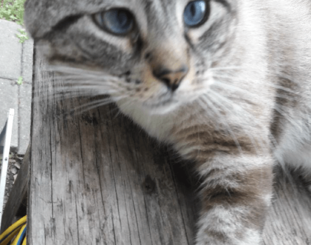 Chiquilin Jimenez Profile Image