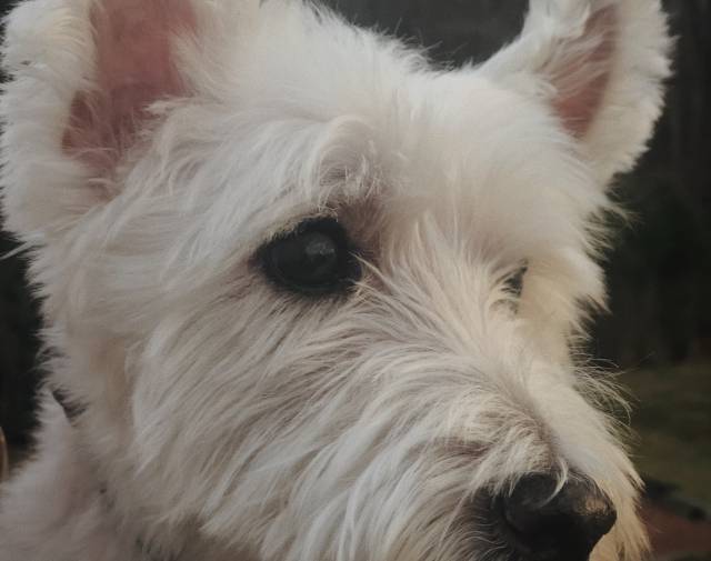 Toby Profile Image