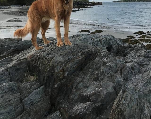 leo