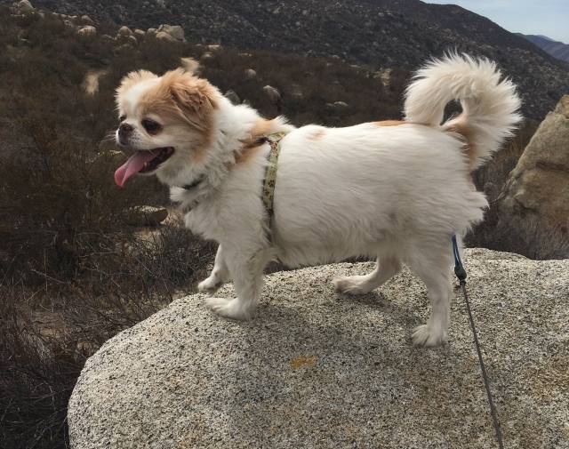 Falcor Profile Image