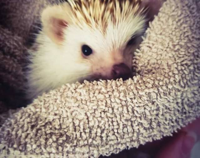 Sonic Munoz Profile Image