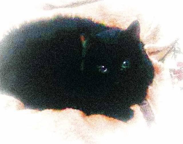 Midnight  Profile Image