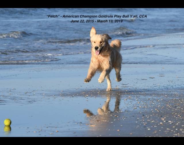 "Fetch" - CH Goldruls Play Ball Y'all, CCA Profile Image