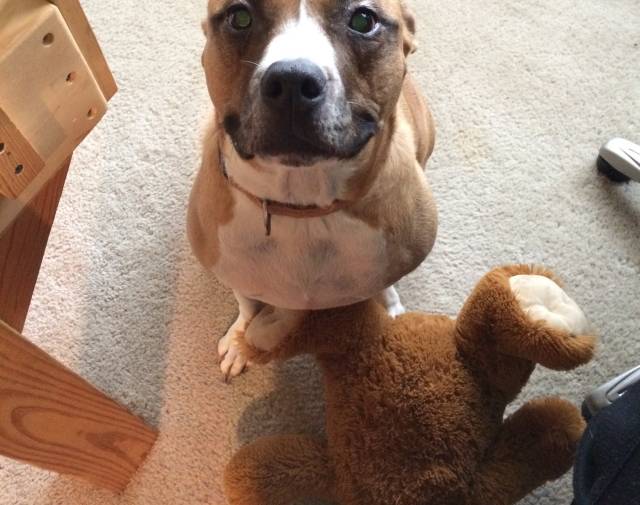 Gracie Profile Image