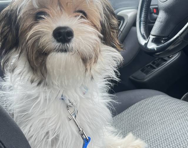 Benji Profile Image