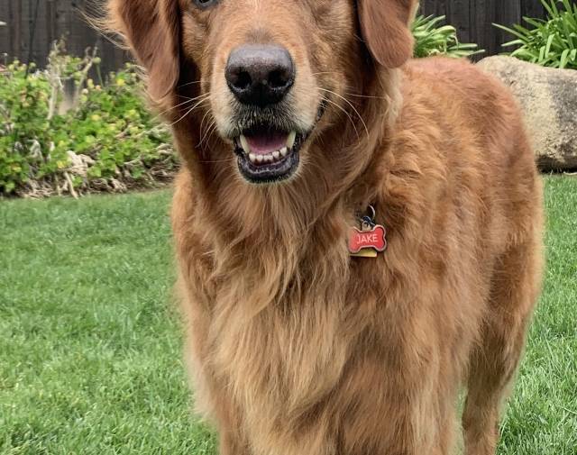 Jake Profile Image