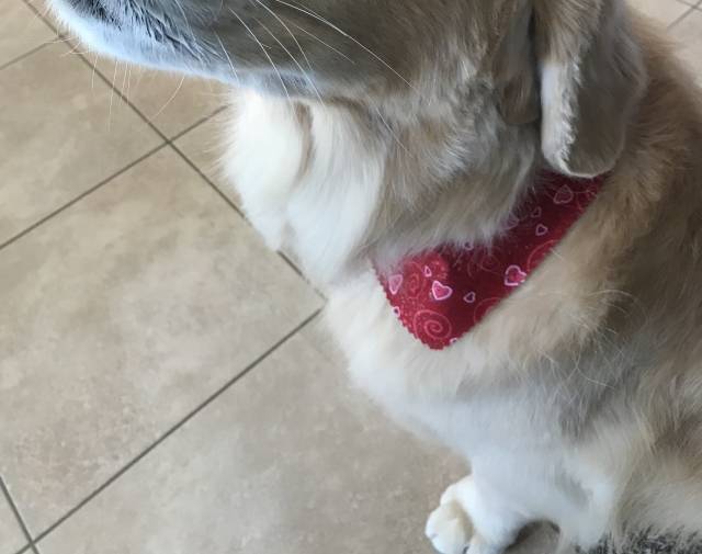Sophie